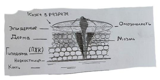 рис 6